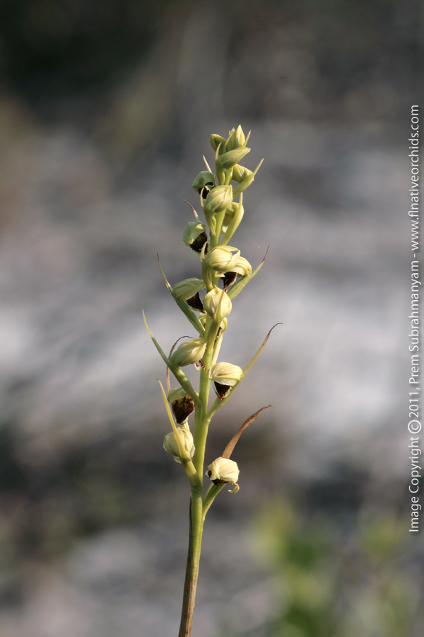 Giant Orchid (Pteroglossaspis ecristata) - Typical flowering spike.