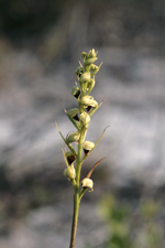 Giant Orchid (Pteroglossaspis ecristata) - Typical flowering spike.