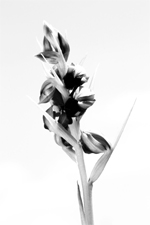 Pteroglossaspis pottsii spike - black and white treatment.