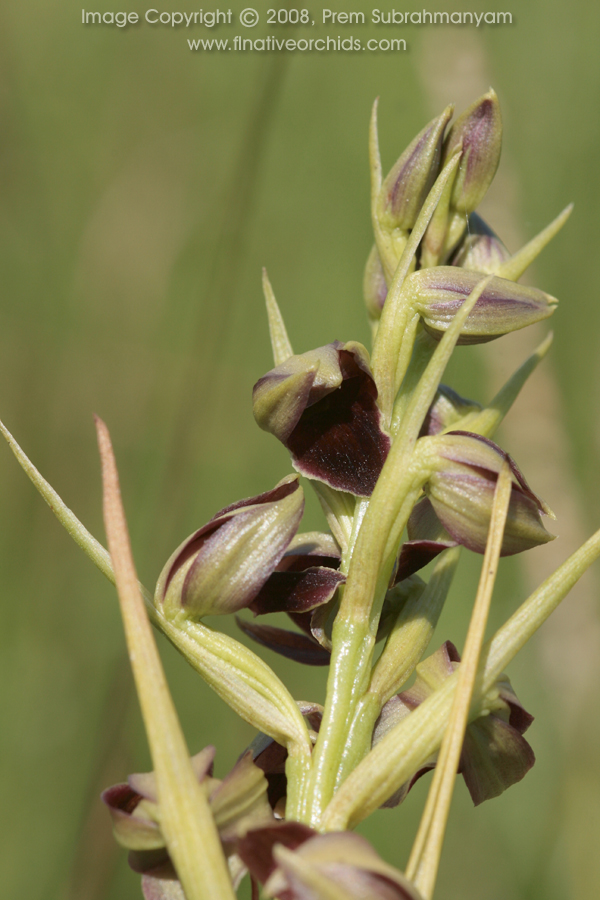 Pteroglossaspis pottsii flower closeup.