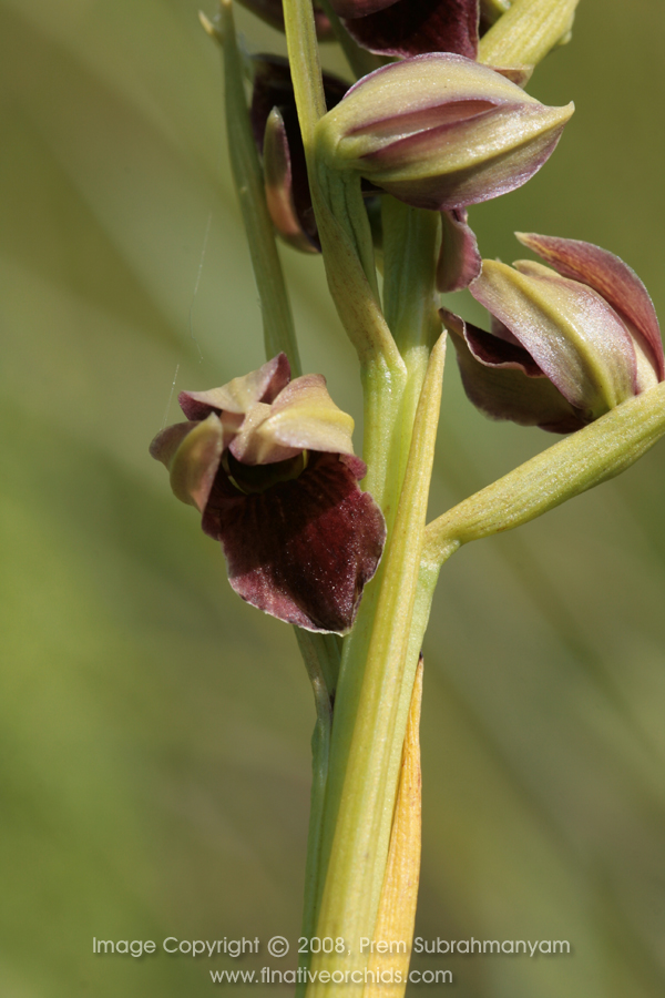 Pteroglossaspis pottsii extreme flower closeup.