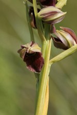 Pteroglossaspis pottsii extreme flower closeup.