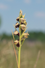 Pteroglossaspis pottsii entire inflorescence.