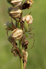 Green lynx spider (Peucetia viridans) on a spent P. pottsii spike.