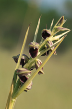 Pteroglossaspis pottsii entire inflorescence.