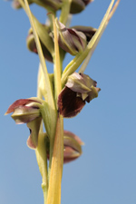 Pteroglossaspis pottsii flower closeup.