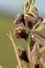 Pteroglossaspis pottsii flower closeup.