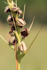 Pteroglossaspis pottsii flower closeup.
