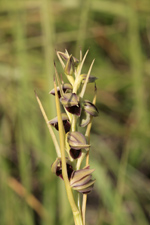 Pteroglossaspis pottsii entire inflorescence.