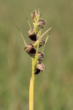 Pteroglossaspis pottsii entire inflorescence.