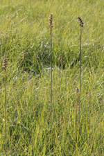 Pteroglossaspis pottsii entire plants