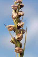 Pteroglossaspis pottsii entire inflorescence.