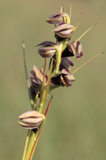Pteroglossaspis pottsii entire inflorescence.