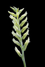 Scarlet Ladies Tresses, Green Form (Sacoila lanceolata fma. albidaviridis)