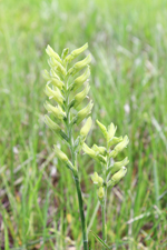 Scarlet Ladies Tresses, Green Form (Sacoila lanceolata fma. albidaviridis)