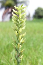 Scarlet Ladies Tresses, Green Form (Sacoila lanceolata fma. albidaviridis)
