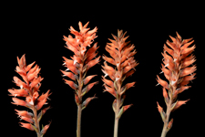Scarlet Ladies' Tresses (Sacoila lanceolata) - four flower spikes.