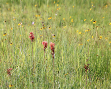 Scarlet Ladies' Tresses (Sacoila lanceolata) - plants on a roadside.