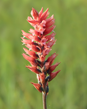 Scarlet Ladies' Tresses (Sacoila lanceolata) - single inflorescence with natural background.