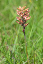 Scarlet Ladies Tresses (Sacoila lanceolata)