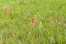 Scarlet Ladies Tresses, Green Form (Sacoila lanceolata fma. albidaviridis)