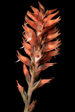 Scarlet Ladies' Tresses (Sacoila lanceolata) - single inflorescence.