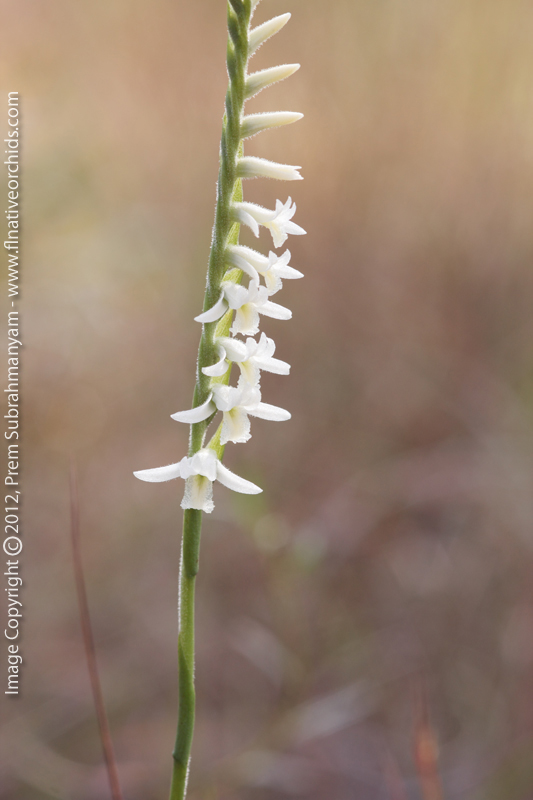Long-lipped Ladies Tresses (Spiranthes longilabris) - Closer Shot