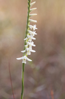 Long-lipped Ladies Tresses (Spiranthes longilabris) - Closer Shot