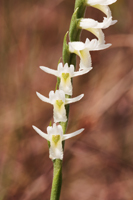 Long-lipped Ladies Tresses (Spiranthes longilabris) - Flower Close-up