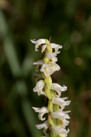Fragrant Ladies' Tresses (Spiranthes odorata)