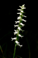 Fragrant Ladies' Tresses (Spiranthes odorata)