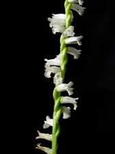 Grass-leaved Ladies' Tresses (Spiranthes praecox) - flower close-up