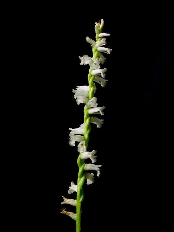 Grass-leaved Ladies' Tresses (Spiranthes praecox) - inflorescence