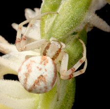 Crab Spider on a Spring Ladies Tresses (Spiranthes vernalis)