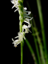 Spring Ladies Tresses (Spiranthes vernalis) - Flower Closeup