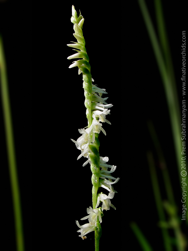 Spring Ladies Tresses (Spiranthes vernalis)