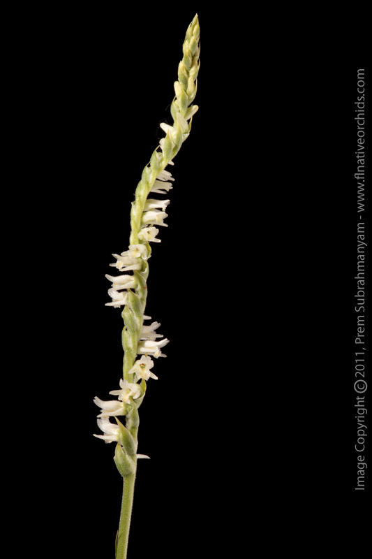 Spring Ladies Tresses (Spiranthes vernalis) - Entire Spike