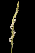 Spring Ladies Tresses (Spiranthes vernalis) - Entire Spike