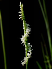 Spring Ladies Tresses (Spiranthes vernalis)