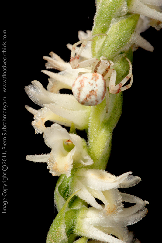 Spring Ladies Tresses (Spiranthes vernalis) - Closeup with 'Guest'