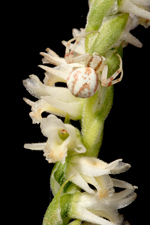 Spring Ladies Tresses (Spiranthes vernalis) - Closeup with 'Guest'