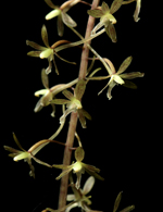 Cranefly Orchid (Tipularia discolor) - Flower closeup..