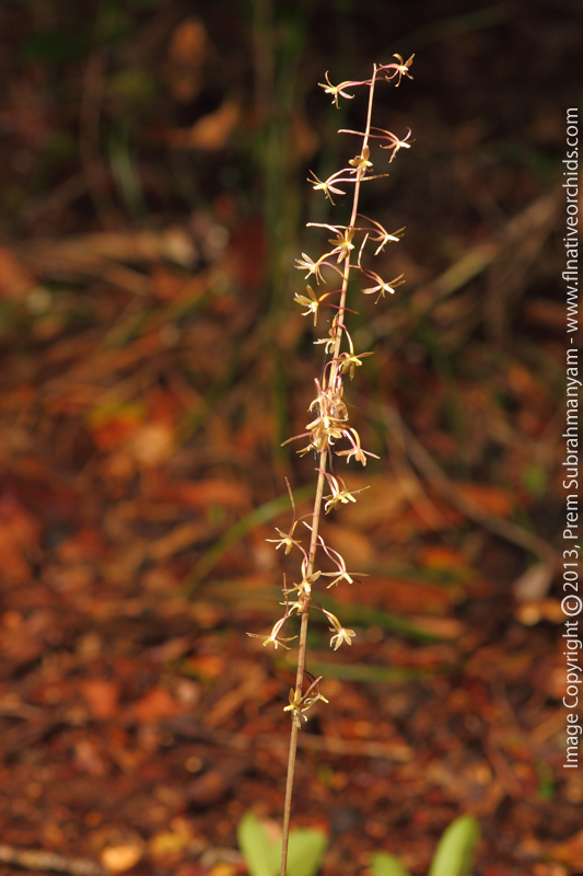 Cranefly Orchid (Tipularia discolor) - spike in situ.