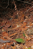 Cranefly Orchid (Tipularia discolor) - Hibernal Leaves and spent flowering spike.