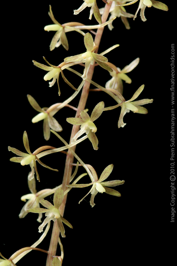 Cranefly Orchid (Tipularia discolor) - Flowers, semi-closeup shot.