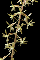 Cranefly Orchid (Tipularia discolor) - Flowers, semi-closeup shot.