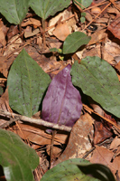 Cranefly Orchid (Tipularia discolor) - Hibernal Leaves
