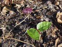 Cranefly Orchid (Tipularia discolor) - Hibernal Leaves