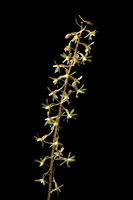 Cranefly Orchid (Tipularia discolor) - Flowering stem.