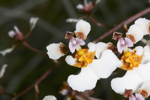 Florida Dancing Lady Orchid (Tolumnia bahamensis)